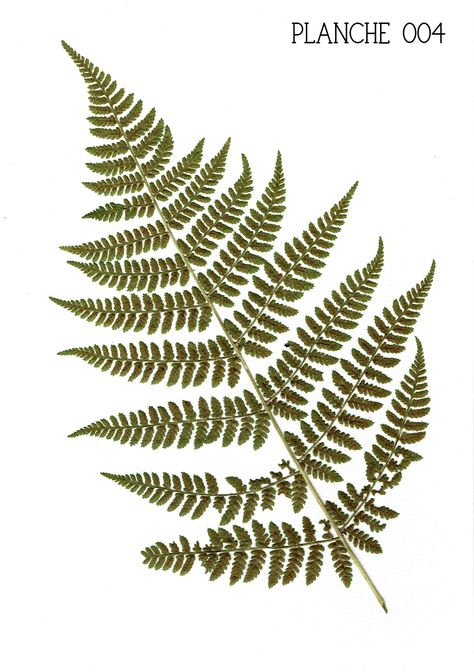 Cinnamon Fern, Fern Images, Forest Fern, Pressed Fern, Southwest Michigan, Arunachal Pradesh, Boreal Forest, Fall 2022, Skull Art