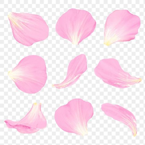 Flower Petal Illustration, Flower Petal Shapes, New Tattoo Styles, Wind Drawing, Sakura Petals, Png Flower, Glass Packaging, Png Coquette, Transparent Flowers