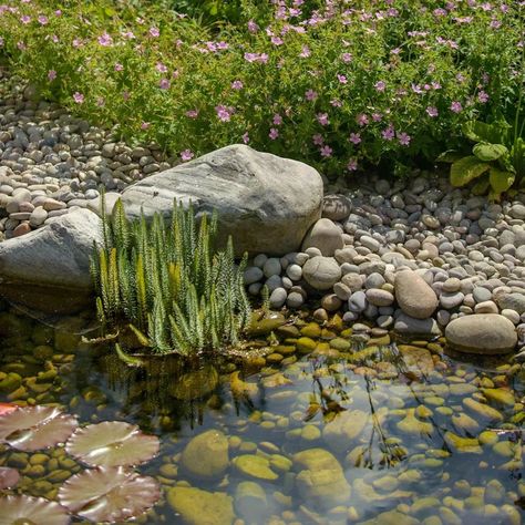 Garden Terrace Ideas, Wildlife Garden Ideas, Romantic Gardens, Ponds For Small Gardens, Small Garden Ideas, Terrace Ideas, Garden Pond Design, Wildlife Garden, Sensory Garden