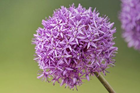 Giant Allium, Celosia Flower, Red Spider Lily, Whimsical Flowers, Strange Flowers, Barrel Cactus, Crassula Ovata, Garden Angels, Jade Plants