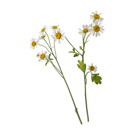 chamomile plant flowers natural bright decoration Chamomile Plant, Chamomile Flower, Floral Stationery, Transparent Image, Chamomile Flowers, Png Transparent, Free Png, Png Image, Planting Flowers