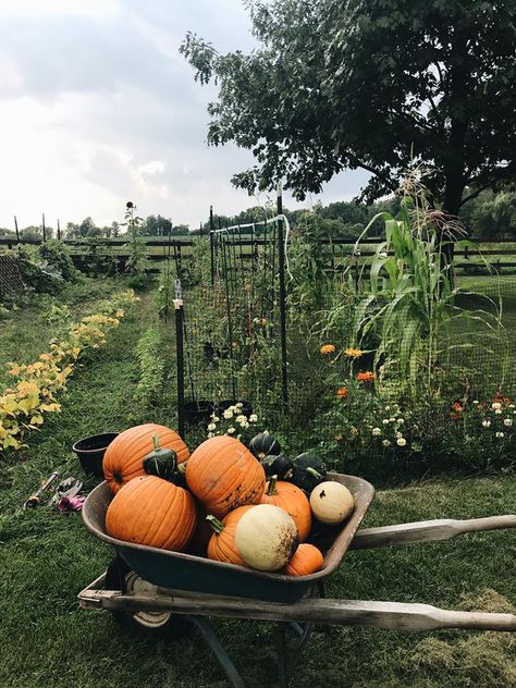 Pumpkin Patch Garden, Garden Goals, Pumpkin Garden, Urban Chickens, Pumpkin Harvest, Farm Lifestyle, Zone 5, Veg Garden, Organic Garden