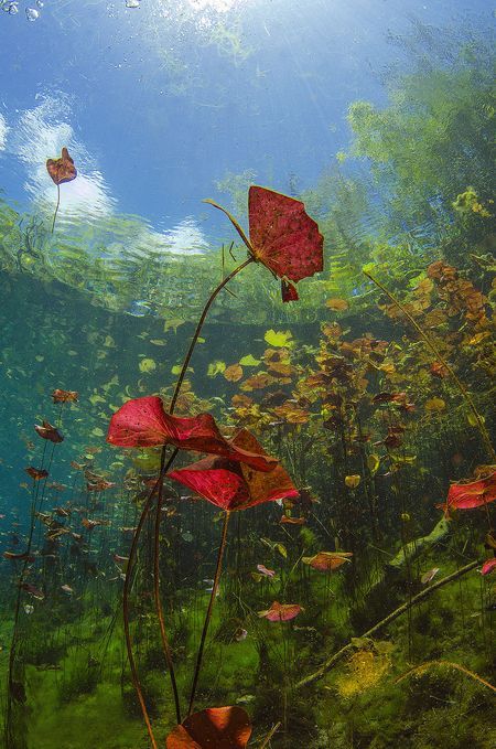 Underwater "poppy flowers" Photo by Natalie Bondarenko -- National Geographic Your Shot Underwater Pond Photography, Flowers Underwater, Lush Cave, Underwater Pond, Botany Photography, Underwater Flowers, Underwater Plants, Environment Painting, Video Project