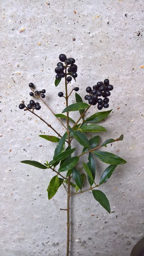 Privet berries bright green leaves and black to blue berries in a winter, colorless season! Blooms apr-may Privet Berries, Bridal Wedding Flowers, Long Stem Flowers, Hypericum Berries, Late Summer Weddings, Blue Berries, Bridesmaid Luncheon, Fruit Photography, Disease Prevention