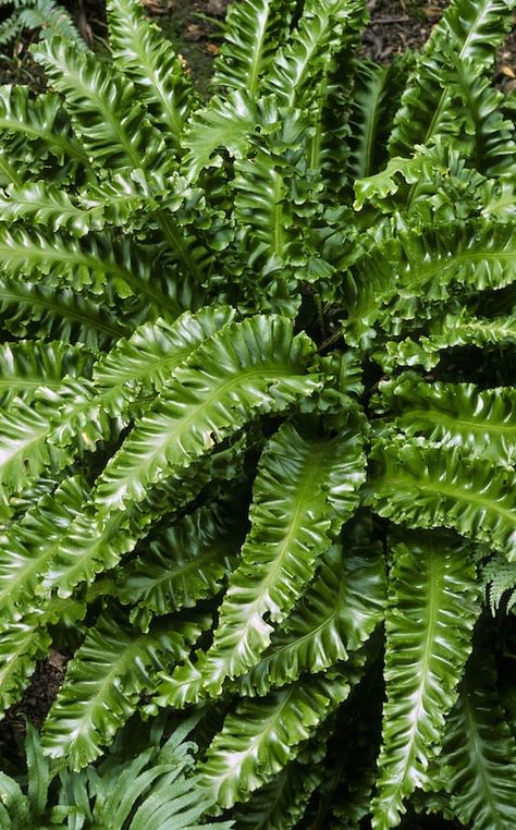 Ferns Garden, Shade Garden Plants, Fern Plant, Garden Pests, Foliage Plants, Shade Plants, Shade Garden, Nurseries, Outdoor Plants