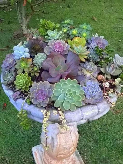 Planter Arrangements, Garden Front Of House, Container Garden Design, Succulent Landscaping, Brick Garden, Fairy Garden Designs, Container Gardening Flowers, Propagating Succulents, Fairy Garden Diy