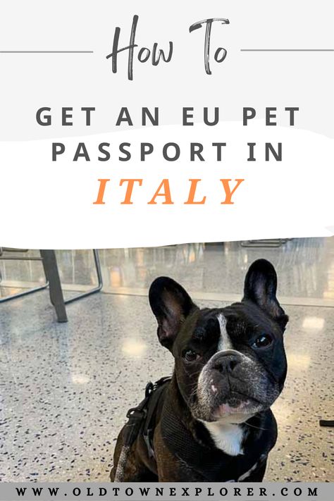 If you are traveling Europe with your pet, you will probably need to get an EU Pet Passport. We are traveling full-time with our Frenchie, Gus, and went through the process of trying to get an EU Pet Passport in Italy. Here is a guide to know before you go. Getting A Passport, International Move, Travel Visa, Moving To Italy, Life Abroad, Long Term Travel, Full Time Travel, Travel Around Europe, Living Abroad