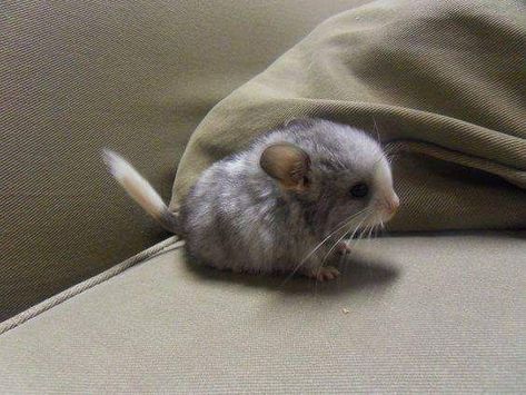 15 Images Of Baby Chinchillas That Will Melt Your Heart - I Can Has Cheezburger? Baby Chinchilla, Chinchilla Cute, Chinchilla Pet, Chinchillas, Animal Species, Little Critter, Bramble, Wild Things, Beautiful Animals