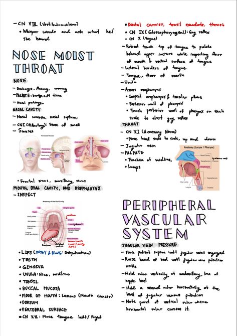 Head To Toe Assessment Nursing, Assessment Nursing, Breath Sounds, Nursing Study Guide, Nursing School Motivation, Nursing Student Tips, Nasal Cavity, Medical School Inspiration, Nursing Study