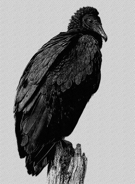 Black Vulture Tattoo, Vulture Aesthetic, Vulture Artwork, Vulture Fantasy Art, Vulture Tattoo, Vulture Drawing, Black Vultures, Fantasy Vulture, Vulture Aesthetics