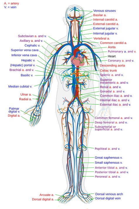 Blood Vessels Anatomy, Human Circulatory System, Ap Biology, Organ System, Human Body Anatomy, Nursing School Notes, Human Anatomy And Physiology, Circulatory System, Nursing Notes