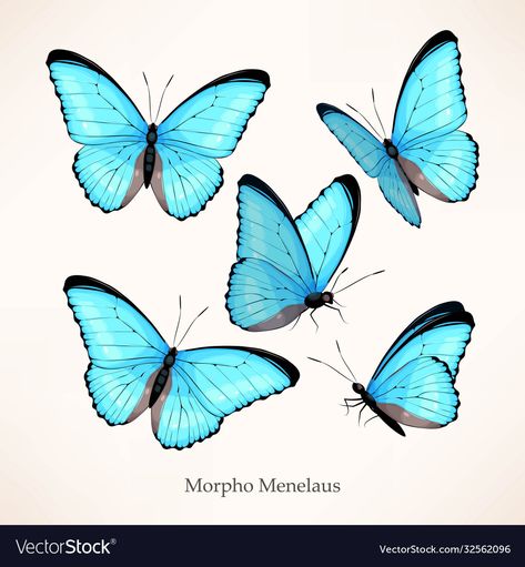 Moth Tattoo Design, Butterfly Pose, Butterfly Artwork, Blue Morpho Butterfly, Morpho Butterfly, Tattoo Graphic, Engraving Illustration, Butterfly Images, Butterfly Illustration