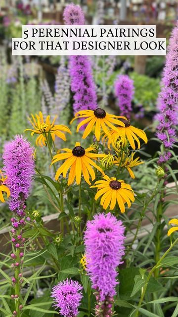 Liatris Kobold, Coreopsis Zagreb, Stachys Hummelo, Rudbeckia Goldsturm, Plant Pairings, Garden Ideas Diy, Flower Combinations, Garden Landscaping Ideas, Landscape Garden Design