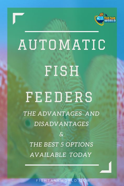 Aquarium Automatic fish feeders. What are the advantages and the disadvantages in using them for your fish tank. How they work and why it is important to set one up in your aquarium. Diy Aquarium Filter, Diy Aquaponics, Aquaponics Aquarium, Aquaponics Kit, Aquaponics Greenhouse, Fish Feeders, Automatic Fish Feeder, Fish Feeder, Diy Fish Tank