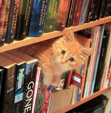 Books And Cats, Lots Of Books, Cats Books, Cats And Books, Cat Hiding, Orange Cats, Cat Books, Ginger Cats, Here Kitty Kitty