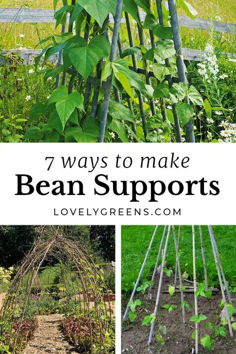 A comprehensive look at DIY bean supports and bean trellises for growing climbing beans. Includes the best way to grow beans using the three sisters method, controlling pole bean growth, and instructions for making a bean teepee trellis and a double row bean trellis #garden #diygarden #vegetablegarden Bean Trellis Diy, Growing Runner Beans, Pole Bean Trellis, Planting Green Beans, Green Bean Trellis, Green Beans Garden, Hawaii Farm, Garden Beans, Climbing Beans