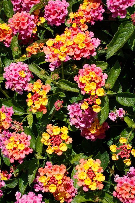 Bandana Mango Lantana (Lantana camara 'Bandana Mango') at Pesche's Garden Center Des Plaines Illinois, April Gardening, Lantana Camara, Low Water Gardening, Perennial Vegetables, Easter Lily, Garden Help, Fast Growing Plants, Attract Butterflies