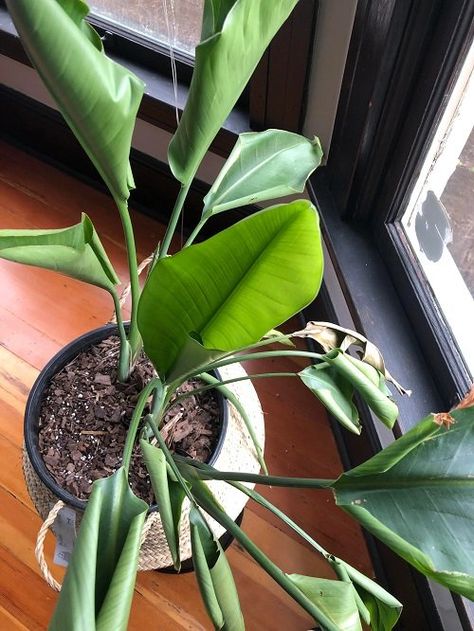 Bird Of Paradise Plant Pot, Bird Of Paradise Indoor, White Birds Of Paradise Plant, Birds Of Paradise Plant Care, White Bird Of Paradise Plant, Bird Of Paradise Plant Indoor, Bird Of Paradise Plant Care, Strelitzia Plant, Birds Of Paradise Plant