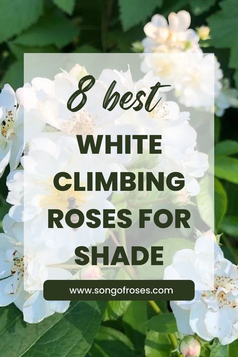 Finding the perfect variety of roses for shaded areas can be quite tricky, but rest assured we’ve got you covered. Click on the pin to discover the best 8 white climbing roses that grow beautifully in shady areas. Climbing White Roses, White Eden Climbing Rose, White Rose Varieties, Climbing Shade Plants, Climbing Roses For Shade, Best Climbing Roses, Thornless Climbing Roses, Climbing Roses Trellis, White Climbing Roses