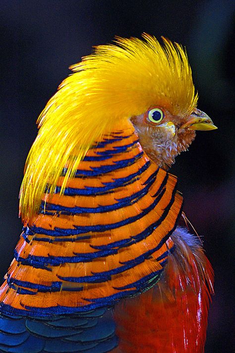 Golden Pheasant by Eric Perlstrom on Flickr. Pheasant Art, Peacock Pheasant, Golden Pheasant, Birds Photography, Amazing Birds, Kinds Of Birds, Birds And Butterflies, Rare Breed, Animal Facts