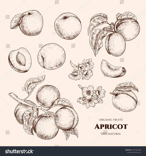 Apricot Botanical Illustration, Apricot Branch Tattoo, Apricot Tree Drawing, Apricot Tree Tattoo, Apricot Flower Tattoo, Apricot Sketch, Apricot Tattoo, Apricot Drawing, Apricot Plant