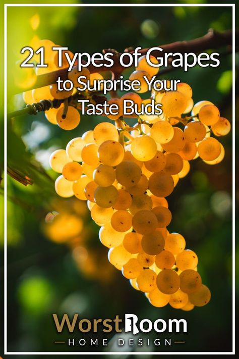 types of grapes Types Of Grapes, Grape Types, Grapes Fruit, Outdoor Improvements, Apple Types, Fruit List, Growing Fruit, Fruit Garden, Taste Buds