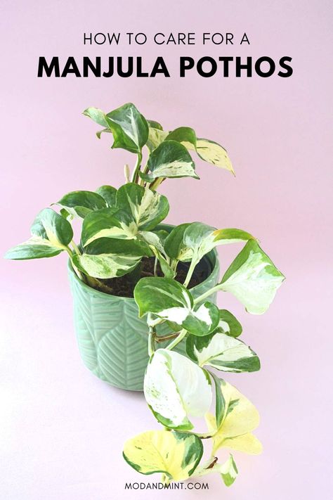 Mint Plant Care, Manjula Pothos, Pothos Plant Care, Plant Care Guide, Epipremnum Aureum, Mint Plants, Hanging Plants Indoor, Pothos Plant, Outdoor Lawn