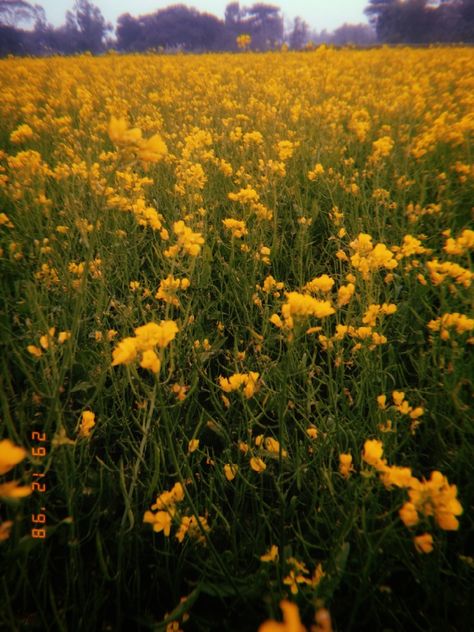 Indian Aesthetic Wallpaper, Mustard Field, Mustard Flowers, Bd Art, Desi Love, Indian Pictures, Winter Lookbook, Indian Aesthetic, Winter Flowers