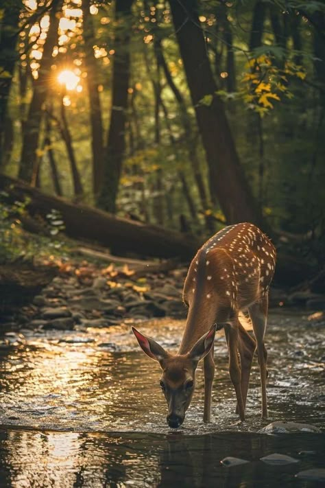 Forest Beautiful Nature, Nature Animal Photography, Animals In A Forest, Forest Deer Aesthetic, Animal Wildlife Photography, Wildlife Animals Photography, Wildlife Nature Photography, Animals Of The Forest, Photography Inspiration Landscape