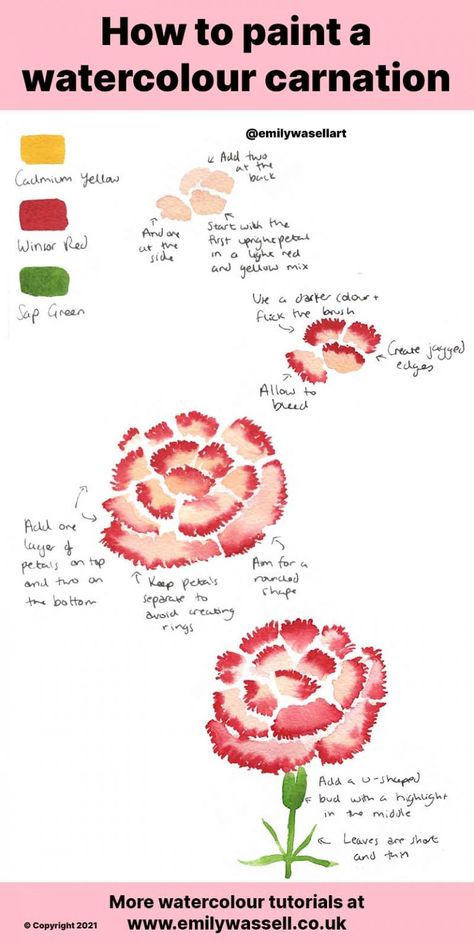 How To Draw Carnations, How To Draw Carnations Step By Step, How To Draw A Carnation Step By Step, Carnations Watercolor, How To Paint Carnations, Carnation Painting, Watercolor Carnation, Carnation Watercolor, Carnations Watercolor Painting