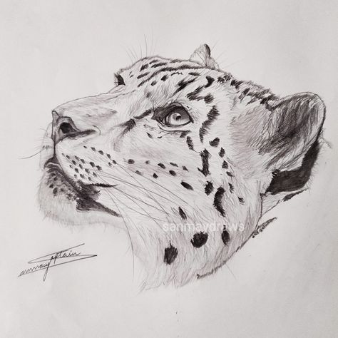 #snowleopard #bigcats #sketch #drawing #pencildrawing Snow Leopard Drawing Sketch, Snow Leopard Sketch, Leopard Sketch, Snow Leopard Drawing, How To Draw Snow, Face Pencil Drawing, Snow Leopard Art, Leopard Drawing, Pencil Drawings Of Animals