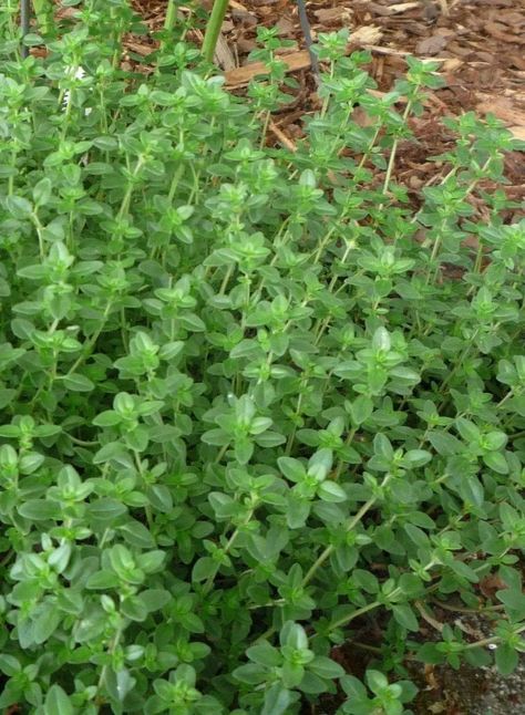 Herb Seeds - Garden Thyme or English Thyme-Organic !Approximate seeds per ounce: 100,000Thyme herb is found in recipes for almost everything including fish, chowders, sauces, stuffings, soups, meats and poultry. Thyme (Thymus Vulgaris) - Growing Thyme herb plants is fun and rewarding, and this long-lived perennial herb is a mainstay of American cuisine! Thyme herb is found in recipes for almost everything including fish, chowders, sauces, stuffings, soups, meats and poultry. The aromatic, warmin English Thyme, Growing Thyme, Thymus Serpyllum, Thyme Herb, Thymus Vulgaris, Herb Plants, Perennial Herbs, Hardy Perennials, Herb Seeds