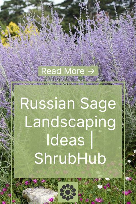 Russian sage, a captivating perennial known for its fragrant foliage and striking blue flowers, has captured the hearts of gardeners worldwide. Russian Sage In Garden, Blue Spires Russian Sage, Russian Sage Garden Landscape Design, Lavender Garden Border, Russian Sage Border, Landscaping With Russian Sage, Russian Sage Landscaping Front Yards, What To Plant With Russian Sage, Designing Flower Beds