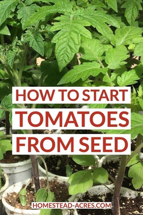 Gardening Tomatoes, Tomatoes Growing, Start Gardening, Grow Garden, Indoor Vegetables, Tomato Seedlings, Seed Starting Mix, Garden Growing, Fall Garden Vegetables