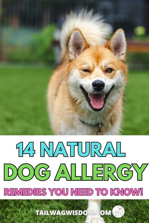 Help your pup with affordable dog allergy remedies that work! These natural solutions offer paw-sitive relief while giving you great pet savings. Discover money tips that help with saving money on pet care without sacrificing your dog’s health! money tips | saving money | pet savings | affordable pets | affordable dogs Dog Allergy Remedies, Dog Allergies Remedies, Dog Allergy, Allergy Remedies, Tips Saving Money, Dog Allergies, Pet Care Tips, Money Tips, Pet Care