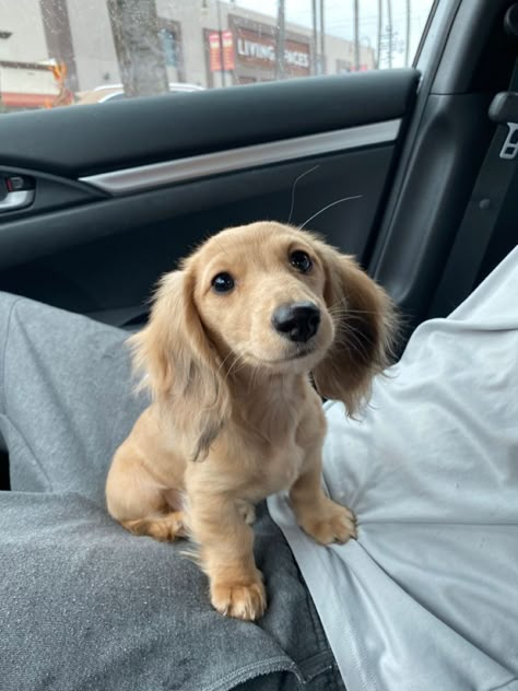 Fluffy Wiener Dog, Daschund Puppies, Cream Dachshund, Cute Dogs Images, Dream Pet, Long Haired Dachshund, Puppies Cute, Cute Animals Puppies, Sausage Dogs