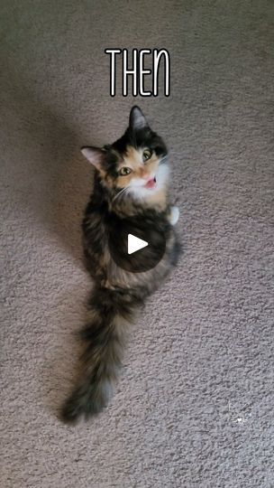 55K views · 1.8K reactions | I've gotten a tiny bit bigger, a heck of a lot fluffier, but my meow is still tiny! 🩷

The pawrents actually thought my meow would change as I got older, but my mew will forever be tiny. 😸 Although if I really put some effort into it when I'm being really demanding, it can be a bit louder! 😼😹

Do you miss your cats tiny kitten meow? 🎵

#catsofinstagram #cutecats #kittens #cats #funnycats | Freya The Fluff Tiny Kitten, Kitten Meowing, Cats Of Instagram, Funny Cats, Cute Cats, Kittens, Kitty, Quick Saves, Nature