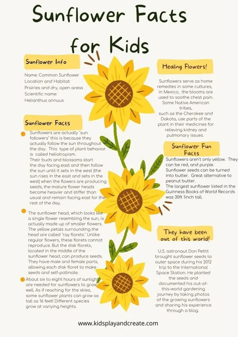 Sunflower Facts, Types Of Sunflowers, Healing Flowers, Biology Worksheet, Sunflower Crafts, Planting Sunflowers, Edible Seeds, Facts For Kids, Native American Tribes