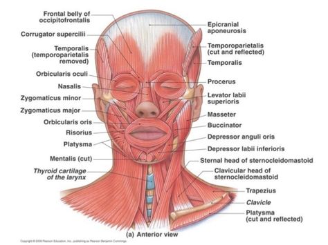 Face Muscles Anatomy, Muscles Of The Head, Facial Muscles Anatomy, Anatomy Of The Neck, Throat Anatomy, Back Anatomy, Neck Muscle Anatomy, Muscles Of Facial Expression, Anatomy Muscles