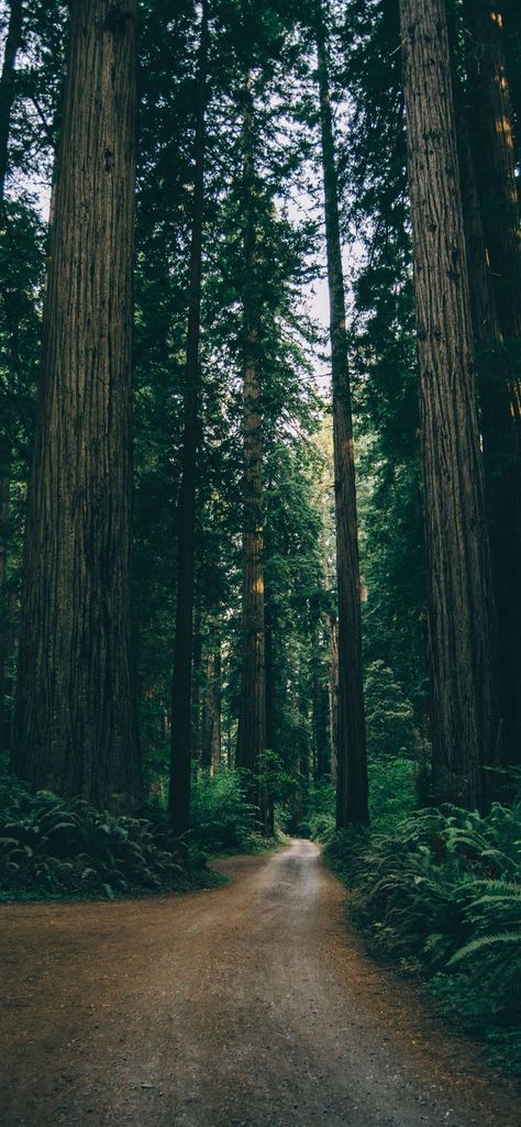 Free download the empty dirt road between trees wallpaper ,beaty your iphone . #tree #forest #nature #jungle #grey #Wallpaper #Background #iphone Forest Wallpaper Iphone, 숲 사진, Forest Aesthetic, Easter Wallpaper, Forest Bathing, Spring Wallpaper, Tall Trees, Forest Wallpaper, Beautiful Forest