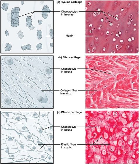 Difference between Hyaline Cartilage and Elastic Cartilage Loose Connective Tissue, Hyaline Cartilage, Tissue Biology, Histology Slides, Skin Anatomy, Basic Anatomy And Physiology, Tissue Types, Medical Laboratory Science, Medical School Studying