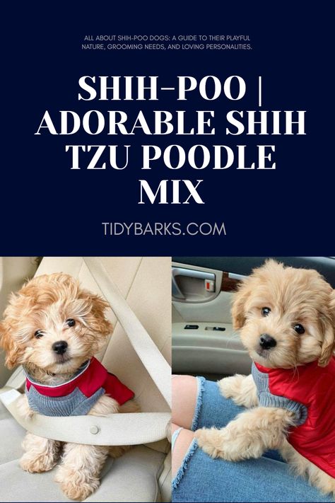 Shih-Poo dogs are adorable Shih Tzu and Poodle mixes, known for their playful character and family-friendly traits. See 1 lovely image of these hypoallergenic dogs. Shih Tzu Poodle Mix, Shih Tzu Poodle, Siberian Husky Mix, Loving Personality, Poodle Mix Dogs, Yorkie Mix, Shih Poo, Kinds Of Dogs, Poodle Mix