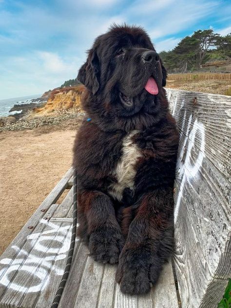 #DidYouKnow Newfoundlands are the ultimate lifeguards because they have water resistant coats and webbed feet? In fact, they were originally bred as fisherman's helpers and to rescue people from drowning. . . . #barkpaws #dogsoftennessee #tennesseedogs #knoxvilledogs #dogsofchattanooga #dogs #dogstagram #doglover #furmom #dogstyle #dogselfie #dogsrule #petsupplies #petaccessories #dogaccessories #sassywoof #dogcollar #dogdaily #stylishdog #dogfashionista #dogmom #spoiledpup #dapperdog #dogwear # New Found Land Dog, Newfoundland Dog Puppy, Dog Breeds For Families, Newfie Dog, Bear Dogs, Big Dogs Breeds, Biggest Dog In The World, Funny Dog Signs, Biggest Dog