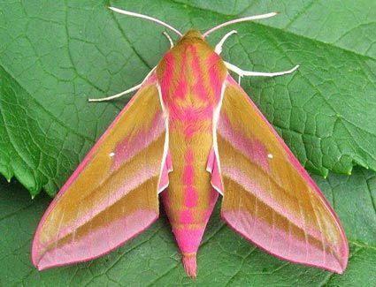 Like most hawk moth caterpillars, they have a backward curving spine or "horn" on the final abdominal segment. Description from insects-morphology.blogspot.com. I searched for this on bing.com/images Elephant Moth, Moth Drawings, Venomous Spiders, Elephant Hawk Moth, Moth Drawing, Beautiful Insects, Moths And Butterflies, Insect Photography, Moth Caterpillar