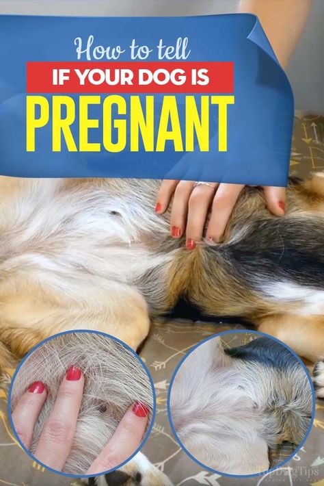 Hopefully your dog's pregnancy was a planned event. If it was, you may have already done some research to find out more about the canine gestation period and what to expect when your dog is expecting. Knowing how to tell if your dog is pregnant is an important step in the process. #dogpregnancy #pregnantdog #pets #dogs #Pregnancy #whelping #puppy #puppies #pethealth #doghealth Dog Pregnancy Stages, Dog Having Puppies, Dog Breeding Kennels, Breeding Business, Dog Breeding Business, Whelping Puppies, St Bernard Puppy, Dog Breeding, Pregnant Dog