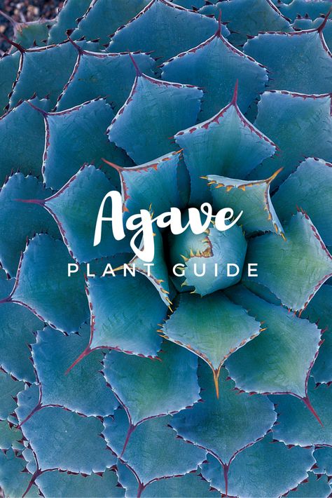 Agave In Planter, Functional Landscaping, Blue Flame Agave Landscape, 4x4 Logo, Agave Americana Landscaping, Golf Landscape, Agave Century Plant, Agave Plants, Agave Americana