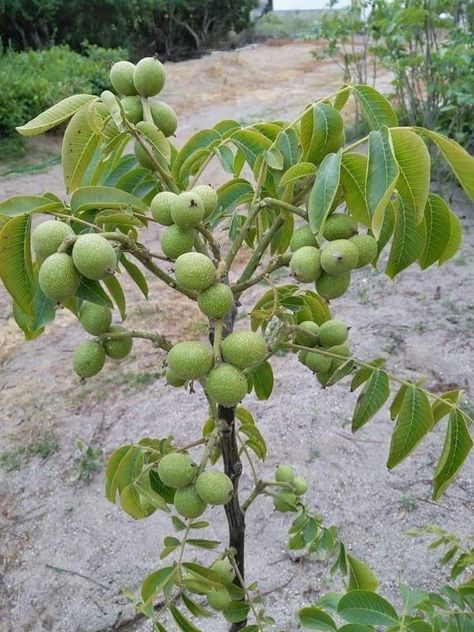 95% of Kashmir's walnut trees are large space-consuming, low yielding types. Even as walnut trees have been introduced in Kashmir, availability of high-yield, low space-consuming walnut trees at large scale is still a far cry. What should be done for large scale introduction of high yield walnut trees in Kashmir? Have your say. Walnut Plant, Walnut Harvesting, Harvesting Walnuts Black, English Walnut Tree, Black Walnuts Harvesting, Hazelnut Tree, Hops Plant, Fruit Tree Garden, Vegetables Photography