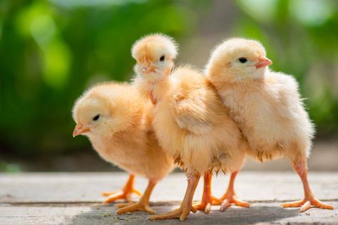 Chicken Incubator, Day Old Chicks, Funny Sheep, Baby Farm Animals, Beautiful Chickens, Baby Chickens, Baby Cows, Enjoy The Sunshine, Baby Chicks