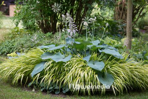 Hosta sieboldiana var. elegans - Plantain lily (108258) Plantain Lily Hosta, Hosta Sagae, Giant Hosta, Hosta Liberty, Giant Hosta Varieties, Hosta Sieboldiana, Hosta Elegans, Garden Shade, Plantain Lily