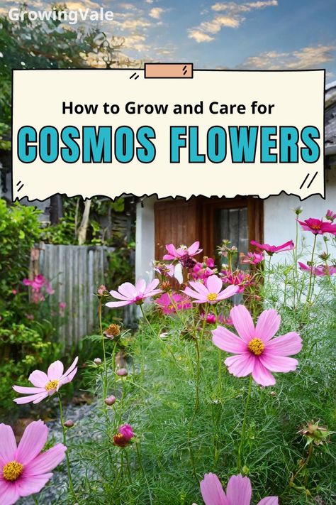 Cosmos Flowers Care Growing Cosmos, Cosmos Flowers, Attract Pollinators, Flower Care, Easy Garden, Types Of Flowers, Have You Tried, How To Grow, You Tried